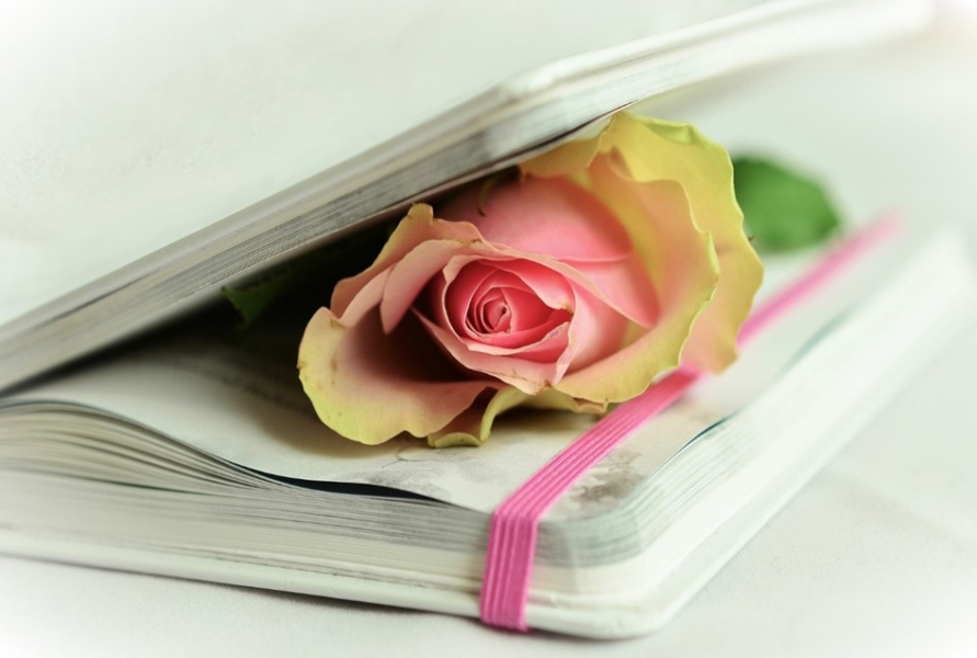 buch-rose-pixabay-2